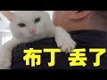 流浪猫抓破纱窗屡次逃跑，盲人铲屎官无奈求助