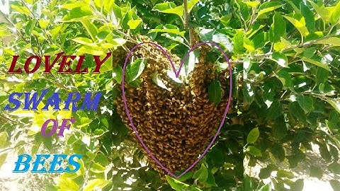 Catching an Amazing Swarm of Honeybees #beekeeping #shorts #fun #shortfeed2023 #love #nature #swarm