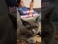 La mirada más intensa de un gato