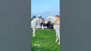 شاهد اجمل الخيول العربيه في العالم Watch The Most Beautiful Arab Horses In The World 
