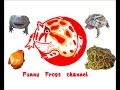 Benimamusi ブサカワカエル動画集　funny frogs video!