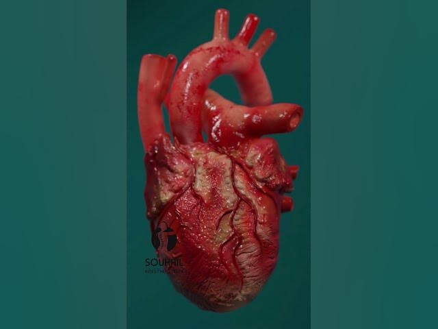 3d animation of a human heart beating