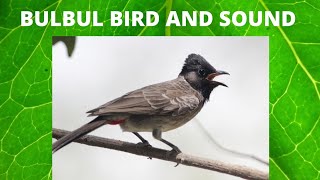 BULBUL BIRD AND SONG