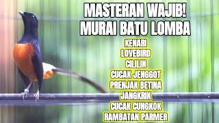 MASTERAN TERBAIK MURAI BATU GACOR MATERI LOMBA FULL TEMBAKAN 100% EFEKTIF BIKIN MURAI LANGSUNG JUARA