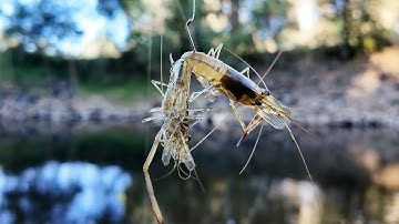 Murray Cod Fishing Tips: 5 Best Murray Cod Baits