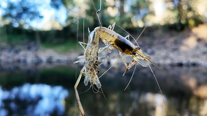 Murray Cod Fishing Tips: 5 Best Murray Cod Baits