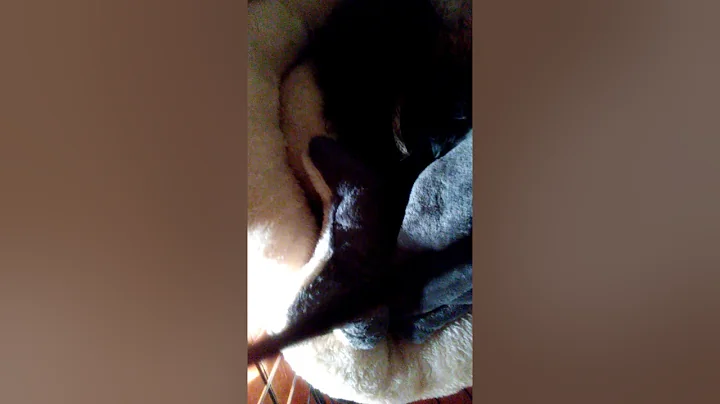My dog snores like a human