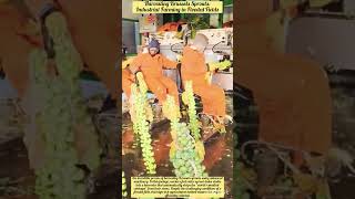 Harvesting Brussels Sprouts: Industrial Farming in Flooded Fields#farming