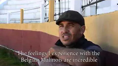 Pastor belga Malinois(PASION)