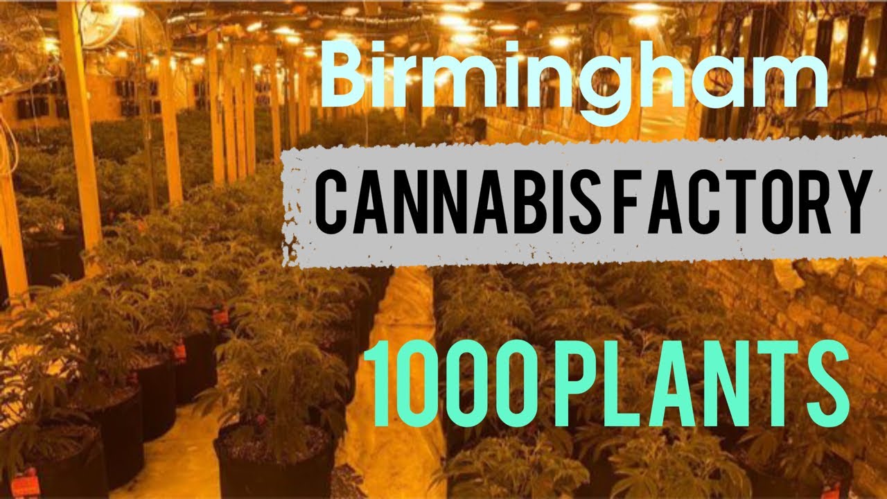 В Ледивуде обнаружена плантация 1000 растений / В конспиративной квартире в Саттон-Колдфилде обна...