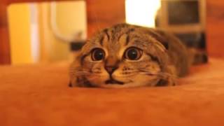 Кот смотрит Ужастики! Кот смотрит Ужастики!