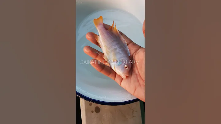 Aquarium fish farm #Shorts    #Aquarium - DayDayNews