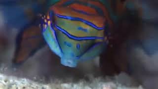 Sheikh Muhammad Ayub: Surah Al-Qadr 097