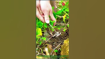 Removing Weeds with Grass Picker Tool #FarmingTools #WeedRemoval #GardeningTips #AgricultureDaily