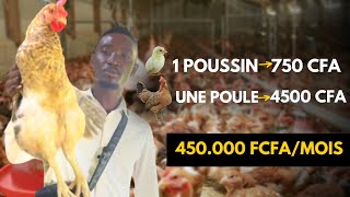 Les Poulets Goliath/ le meilleur business d'élevage de poulet en Afrique