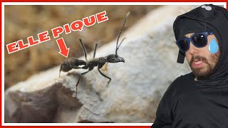 Ma fourmi asiatique la plus agressive ! (Diacamma violaceum)