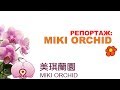 орхидеи фермы MIKI ORCHID пять самых интересных фактов !