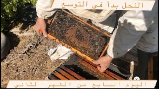 النحل بدأ في التجييش،فحص خلايا النحل و اضافة الاطارات ?? ​في اليوم السابع من الشهر الثاني