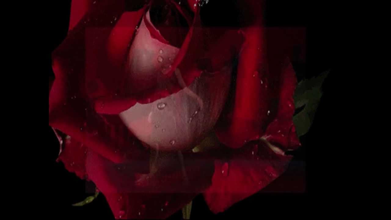 Bachata Rosa - Juan Luis Guerra (Te Regalo Una Rosa) - YouTube
