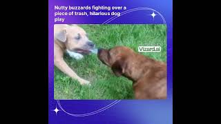 DON'T MISS THIS! DON'T MISS OUT! Nutty buzzards fighting over a piece of trash hilarious dog play