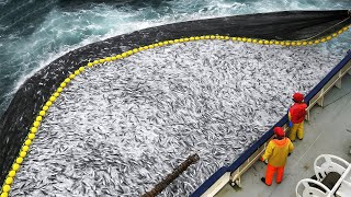 How Harvesting 8 Tons of Sardines During Migration Nets $750,000 | Fishing Documentary