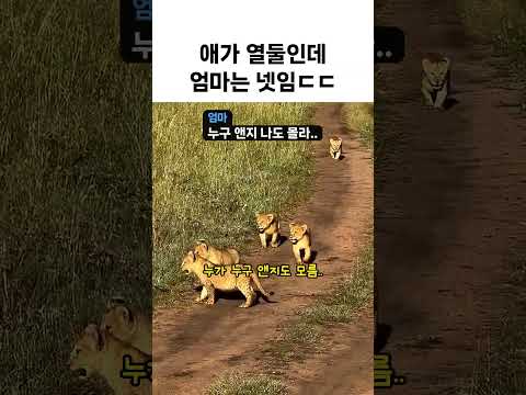 흙길에 줄줄이 나온 사자 새끼 세어보니 열두 마리ㄷㄷ thumbnail