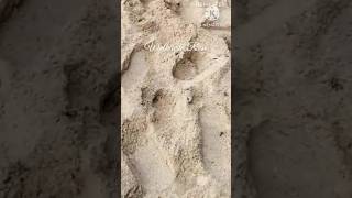 Foot Mage Puka Shell Beach