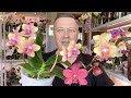 живительная пересадка орхидеи НОВАЯ ОРХИДЕЯ обзор цветения ТРИ разных орхидеи БУДДЫ