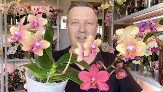 life-giving orchid transplant NEW ORCHID flowering review THREE different BUDDHA orchids