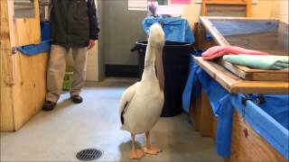Fred the White Pelican