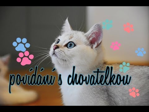 Video: Jak Si Vybrat Zkušeného Chovatele Koček