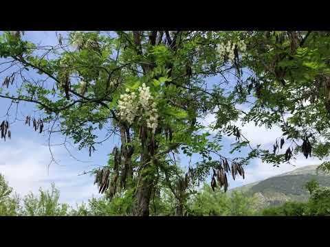 Video: Beyaz Akasya Veya Robinia