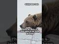 Grizzly Winter Clothes ❄️ #BearAdaptation #WinterSurvival #wildlifescience #wildlife #animalshorts