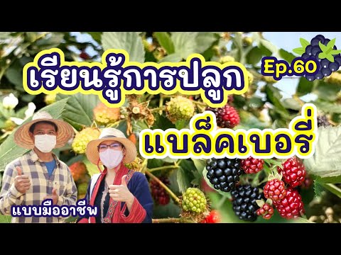 วีดีโอ: Blackberry Fruit Rot - เรียนรู้เกี่ยวกับ Penicillium Fruit Rot บน Blackberry Bushes