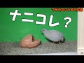 新しい餌皿は気に入った？