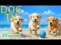 DOG TV Best Videos To Entertain Dogs When Home Alone Relax All Day Anti Stress Music For Dogs DOG TV Best Videos To Entertain Dogs When Home Alone Relax All Day Anti Stress Music For Dogs