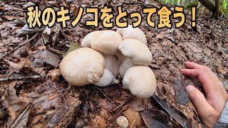 Foraging for Wild Autumn Mushrooms Deep in the Mountains! Cooking and Eating Them Fresh on the Spot