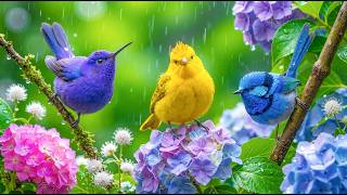🕊️ Find Comfort in Nature | Soft Piano & Birdsong for Relaxation, Focus & Peace screenshot 3