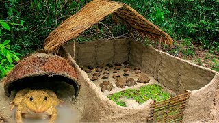 How To Build Bullfrog Hut And Feeding Giant Frogs In Coconut Shell