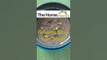 🌱 How to Grow Basil from Seed at Home | Easy DIY Guide!🌿 #thehomeplants #indoorplanting #houseplants