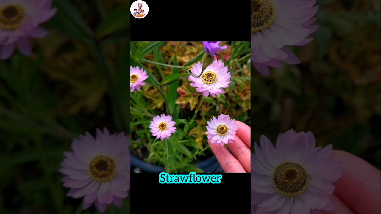 Beautiful Strawflowersสวยเหมือนอะไร​เอ่ย​20/12/25
