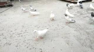 ik shonk kabutar baji da