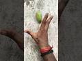 Boing catch😱🤪🥰 frogs funny | froggy catch funny wep wep | funny froggy#shorts