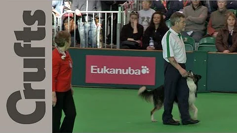 World Cup Obedience Part 2 - Crufts 2012