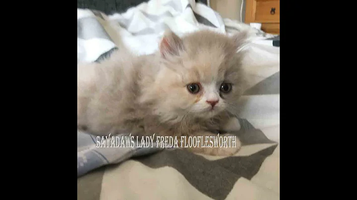 Video 780441: british longhair blue kitten, british longhair kitten female, british blue point, breed