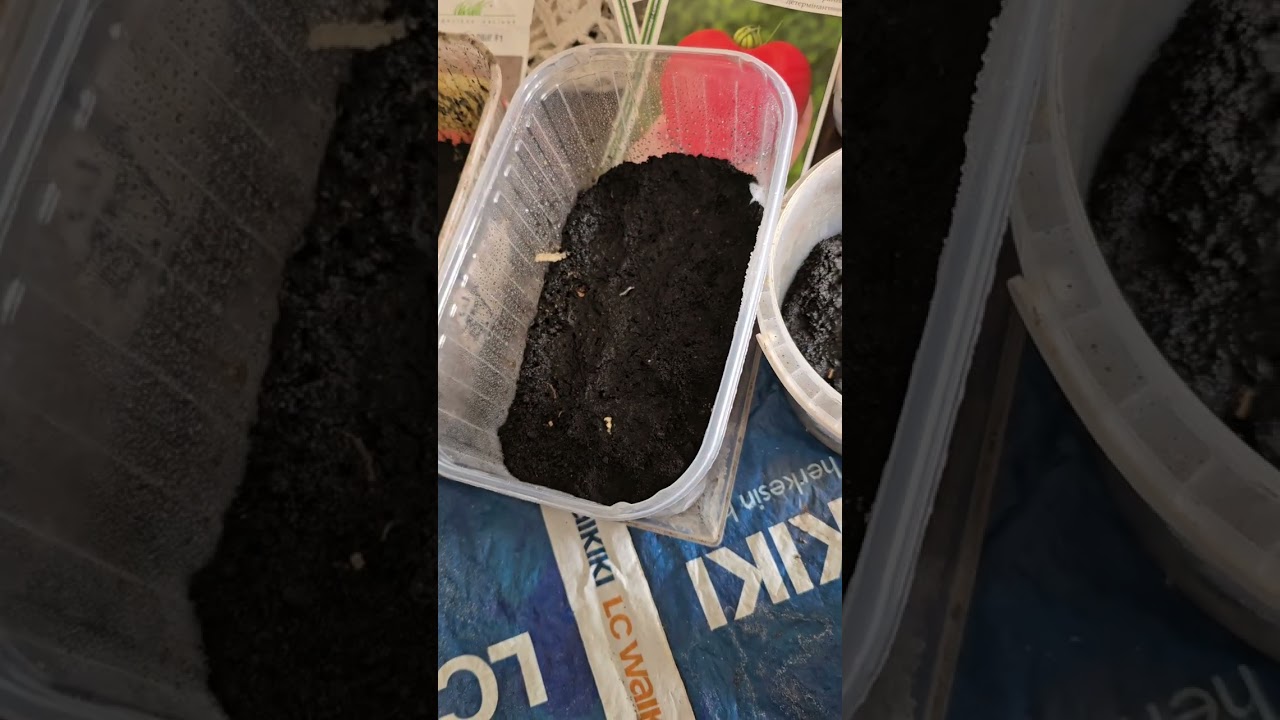 Когда сеять томаты для теплицы на рассаду! Сею только  так. Крепкая , здоровая РАССАДА. 2026г.