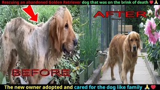 Rescue the abandoned Golden Retriever dog on the brink of death and the unexpected ending