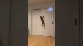 レーザーポインターより懐中電灯が好きな猫のジャンプ遊び！#Shorts