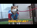 柴犬モモさん雨のお散歩断固拒否