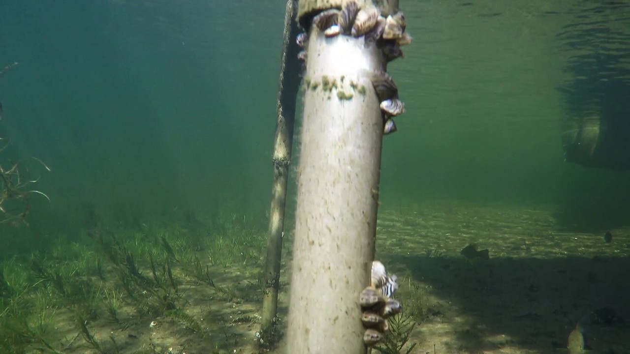 Where to Look on Your Boat Dock for Zebra Mussels-Engbretson Underwater